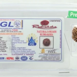 5 Mukhi Rudraksha 3.572 cm | Premium