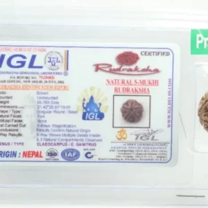 5 Mukhi Rudraksha 3.763 cm| Premium