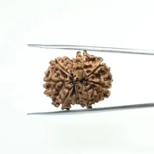 7 Mukhi Rudraksha 5.596 cm Pendent | Premium