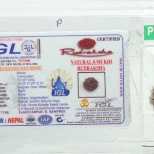 8 Mukhi Rudraksha 2.327 cm | Premium
