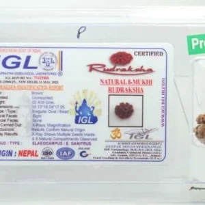 8 Mukhi Rudraksha 2.419 cm | Premium