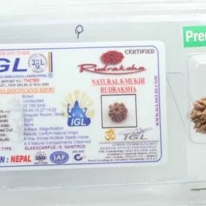 8 Mukhi Rudraksha 2.7 cm | Premium