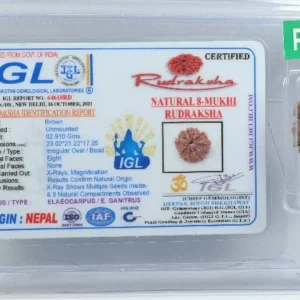 8 Mukhi Rudraksha 2.91g | Premium