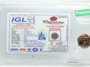 Ganesha Rudraksha 2.994 cm | Premium