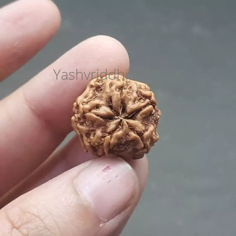 1 Mukhi Gol Nepali Regular