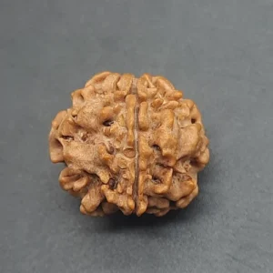 1 mukhi gol collector