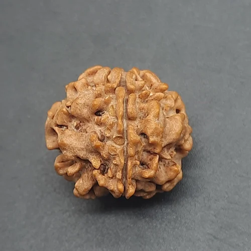 1 Mukhi Gol Nepali Collector