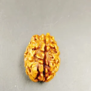 1 mukhi premium