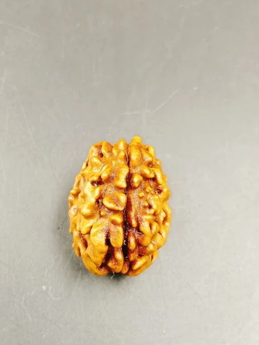 1 Mukhi Gol (Himalaya) Premium