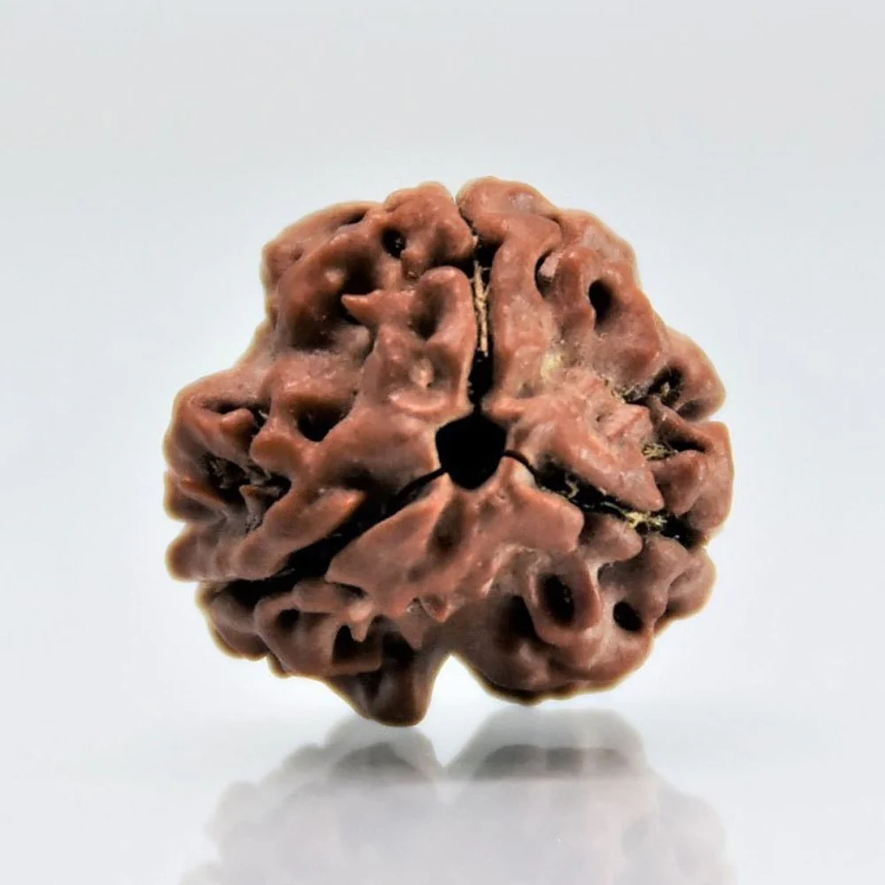 3 MUKHI RUDRAKSHA COLLECTOR