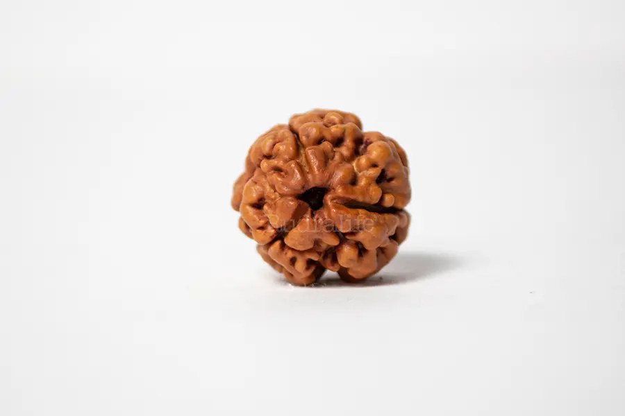 3 MUKHI RUDRAKSHA REGULAR