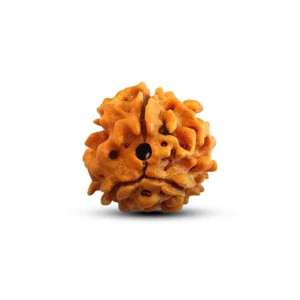 3 MUKHI RUDRAKSHA PREMIUM
