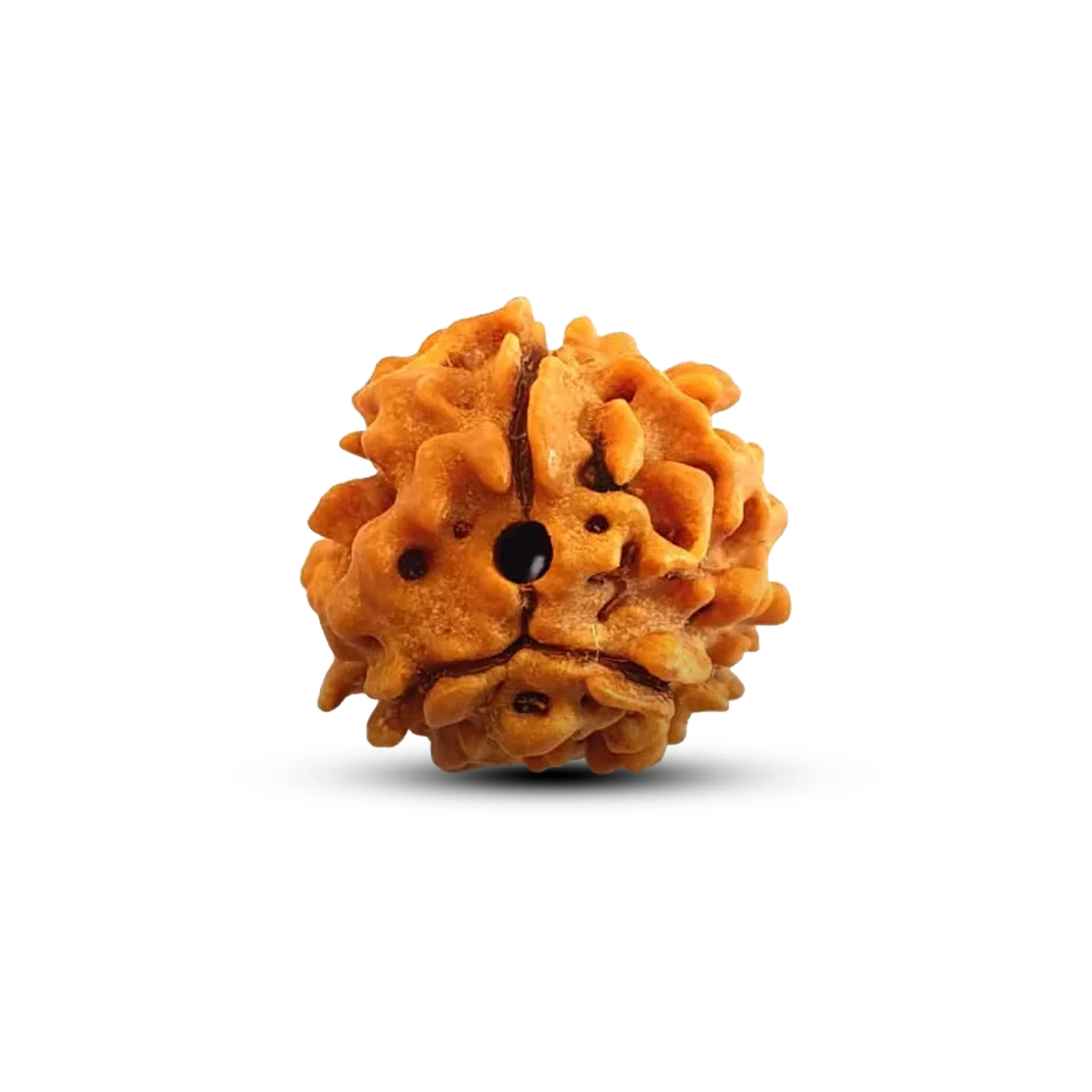 3 MUKHI RUDRAKSHA PREMIUM