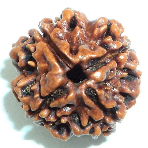 4 MUKHI RUDRAKSHA PREMIUM