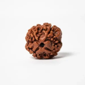 4 MUKHI RUDRAKSHA REGULAR