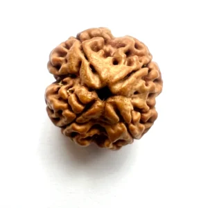 4 MUKHI RUDRAKSHA UNIQUE
