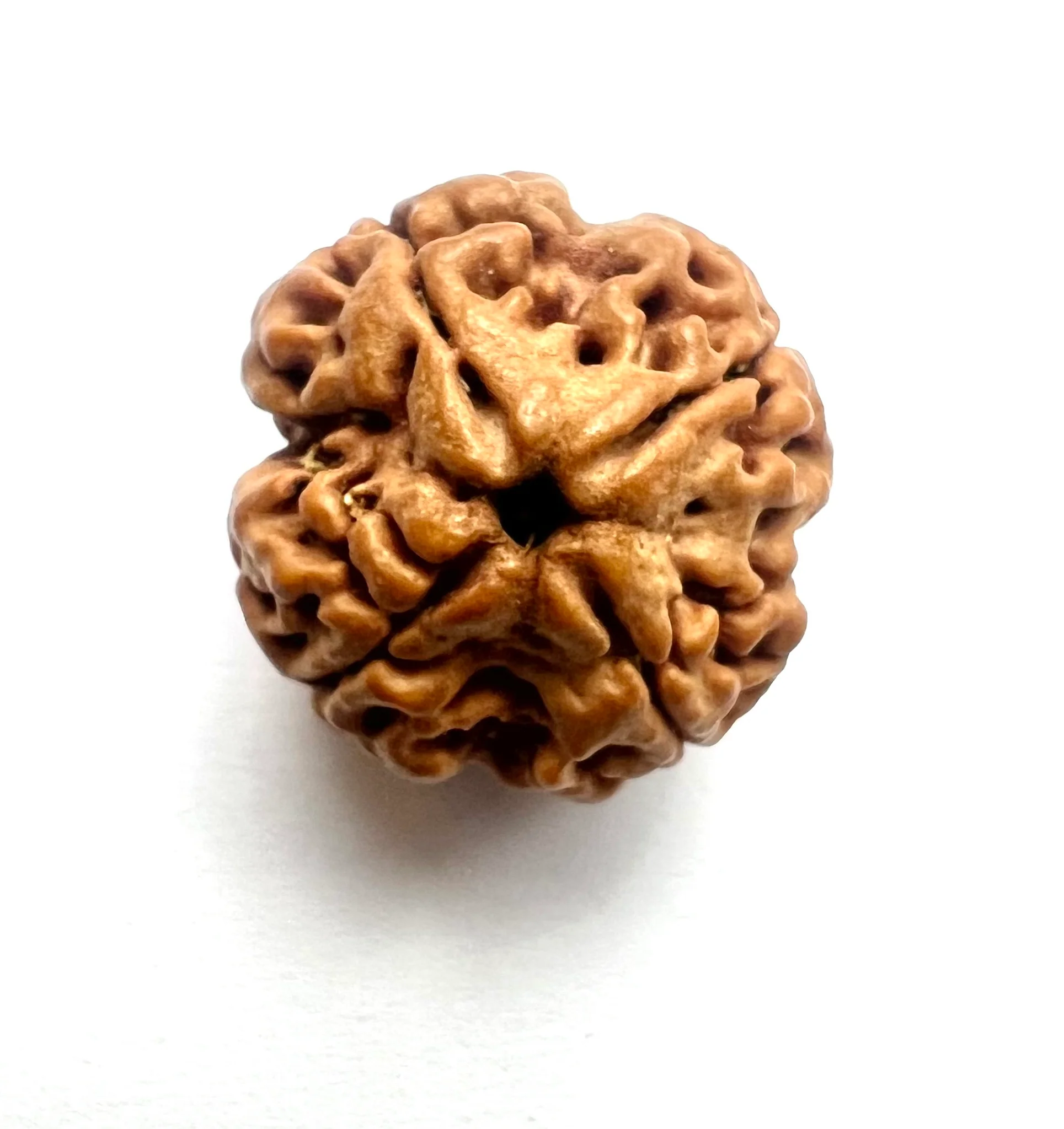 4 MUKHI RUDRAKSHA UNIQUE