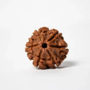 6 MUKHI RUDRAKSHA PREMIUM
