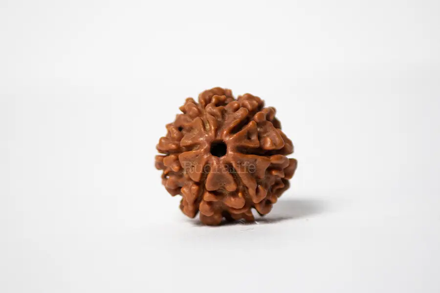 6 MUKHI RUDRAKSHA PREMIUM