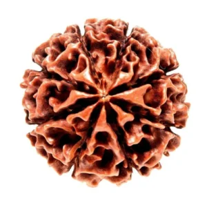 8 MUKHI RUDRAKSHA COLLECTOR