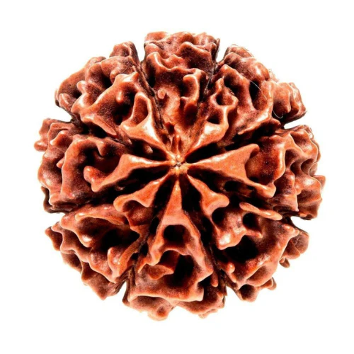 8 MUKHI RUDRAKSHA COLLECTOR
