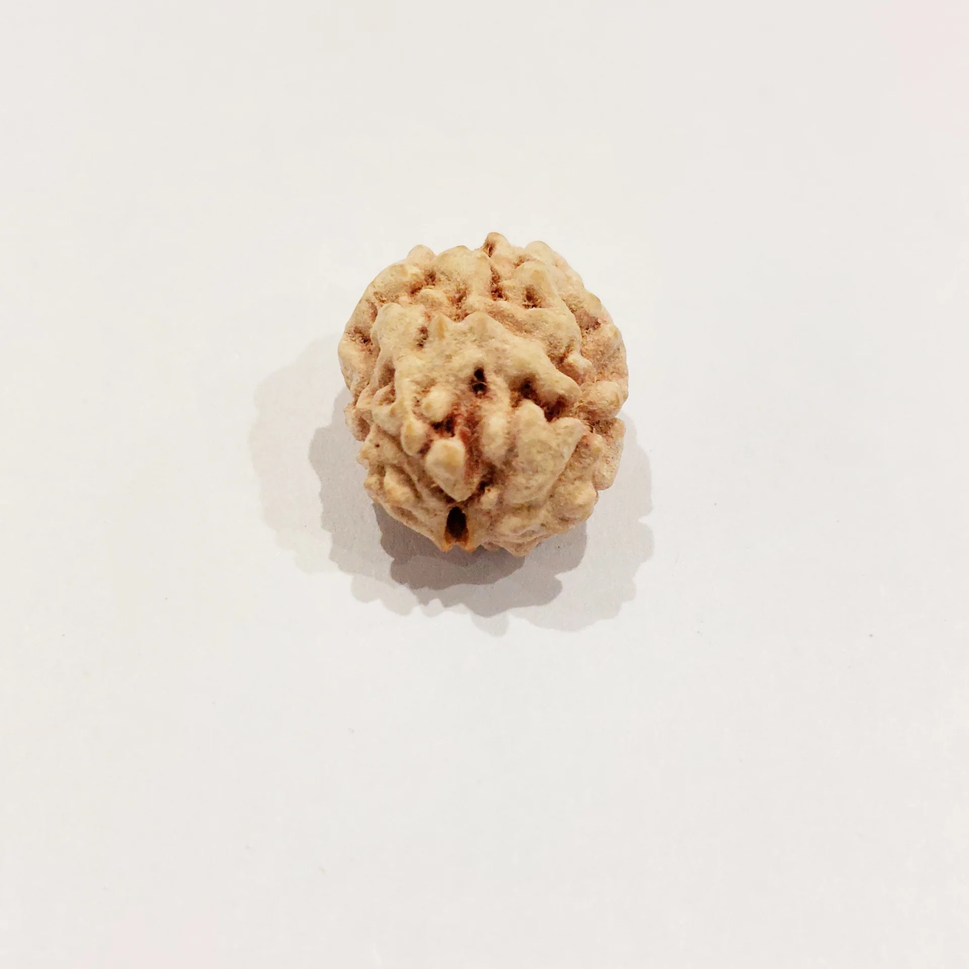 2 MUKHI North India (Himalaya)...