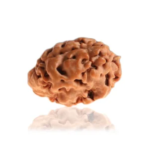 1 Mukhi Gol (Himalaya) regular