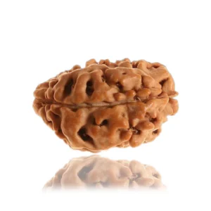 1 mukhi Unique