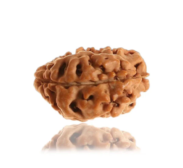 1 mukhi Unique