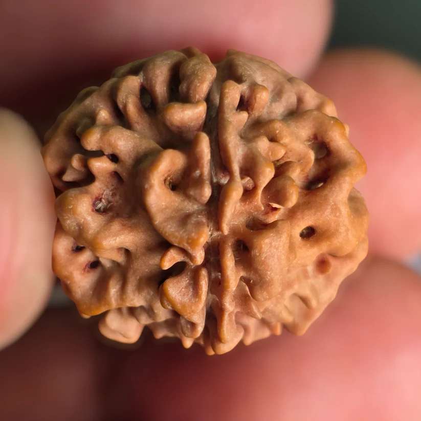 1 Mukhi Gol Nepali Premium