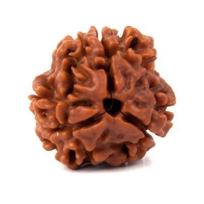 3 MUKHI RUDRAKSHA Indonesia...