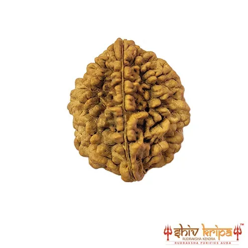 2 MUKHI South India Unique