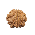 1 Mukhi Gol Nepali (Under Develop)